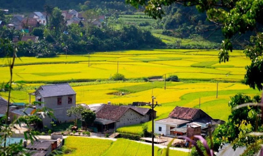 Golden rice fields in Cao Bang
