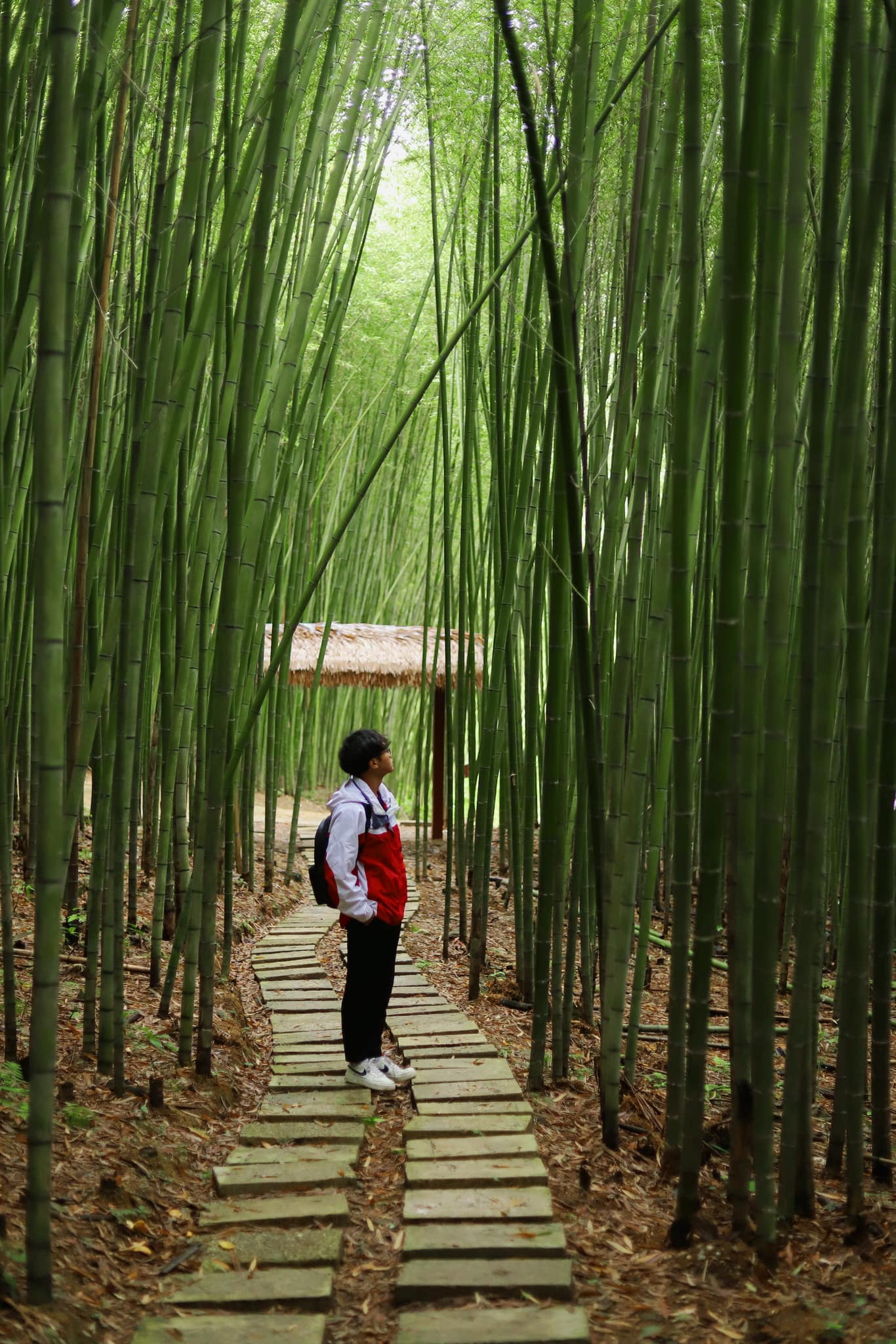 Bamboo Forest