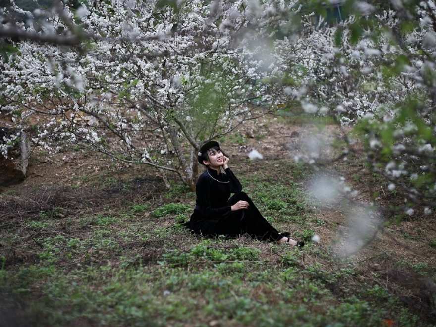 White plum blossoms blooming in a traditional Khuoi Bac ethnic village in Cao Bang during the fresh spring months of March and April.